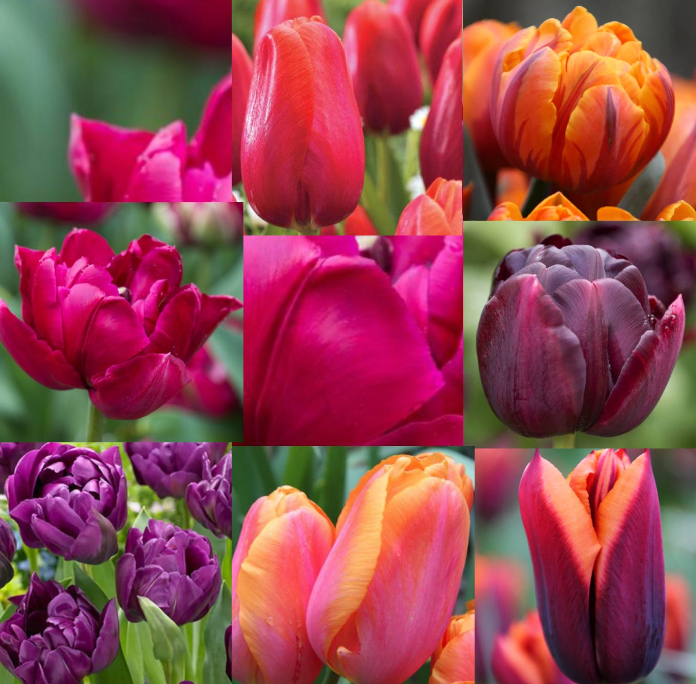 Love a big, blowsy tulip? Order bulbs now and get ready to dig a bit deeper, Gardening advice