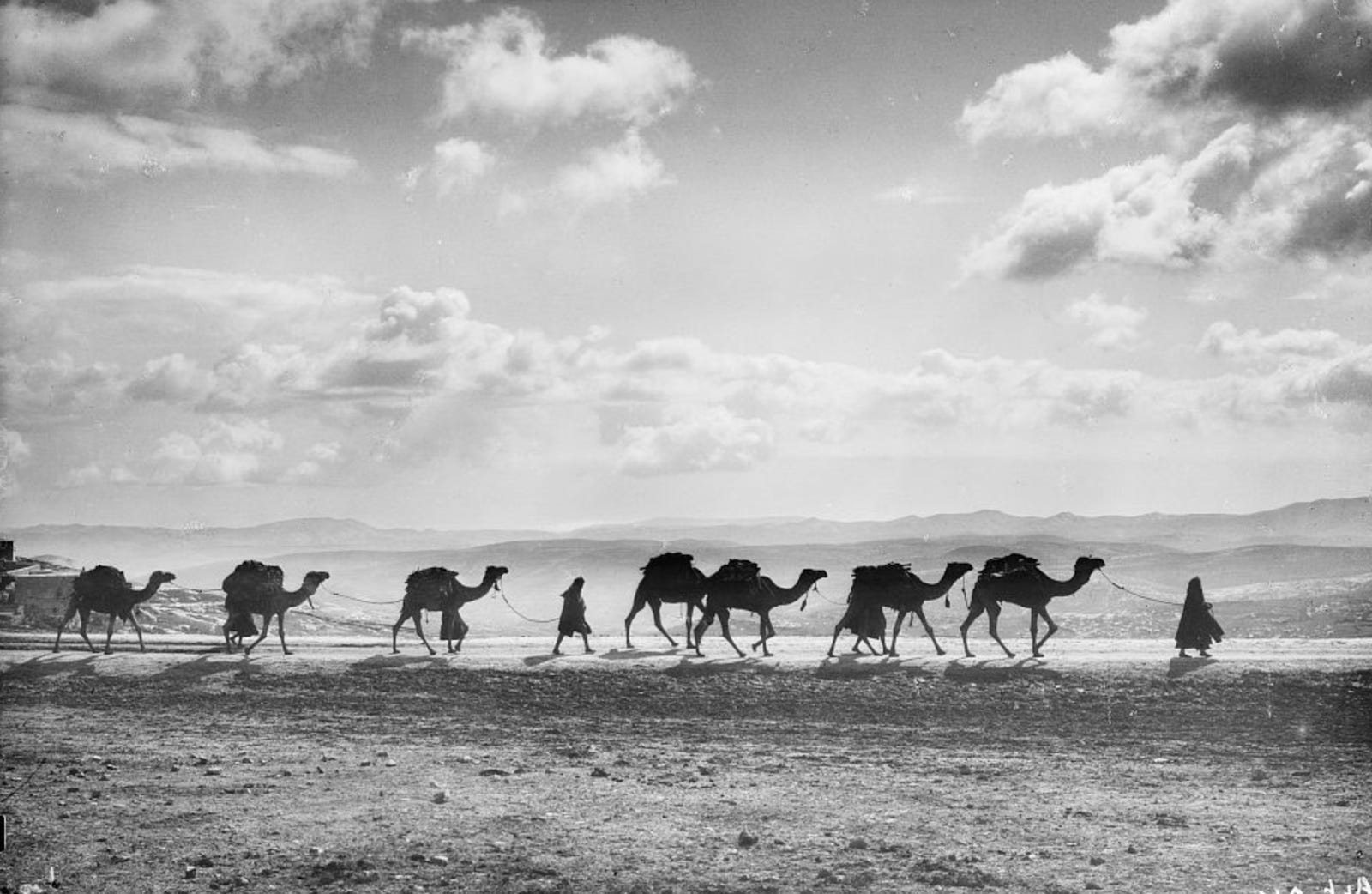 The Wearing Of the Green (and Gold): Camel's Nose, Meet Tent