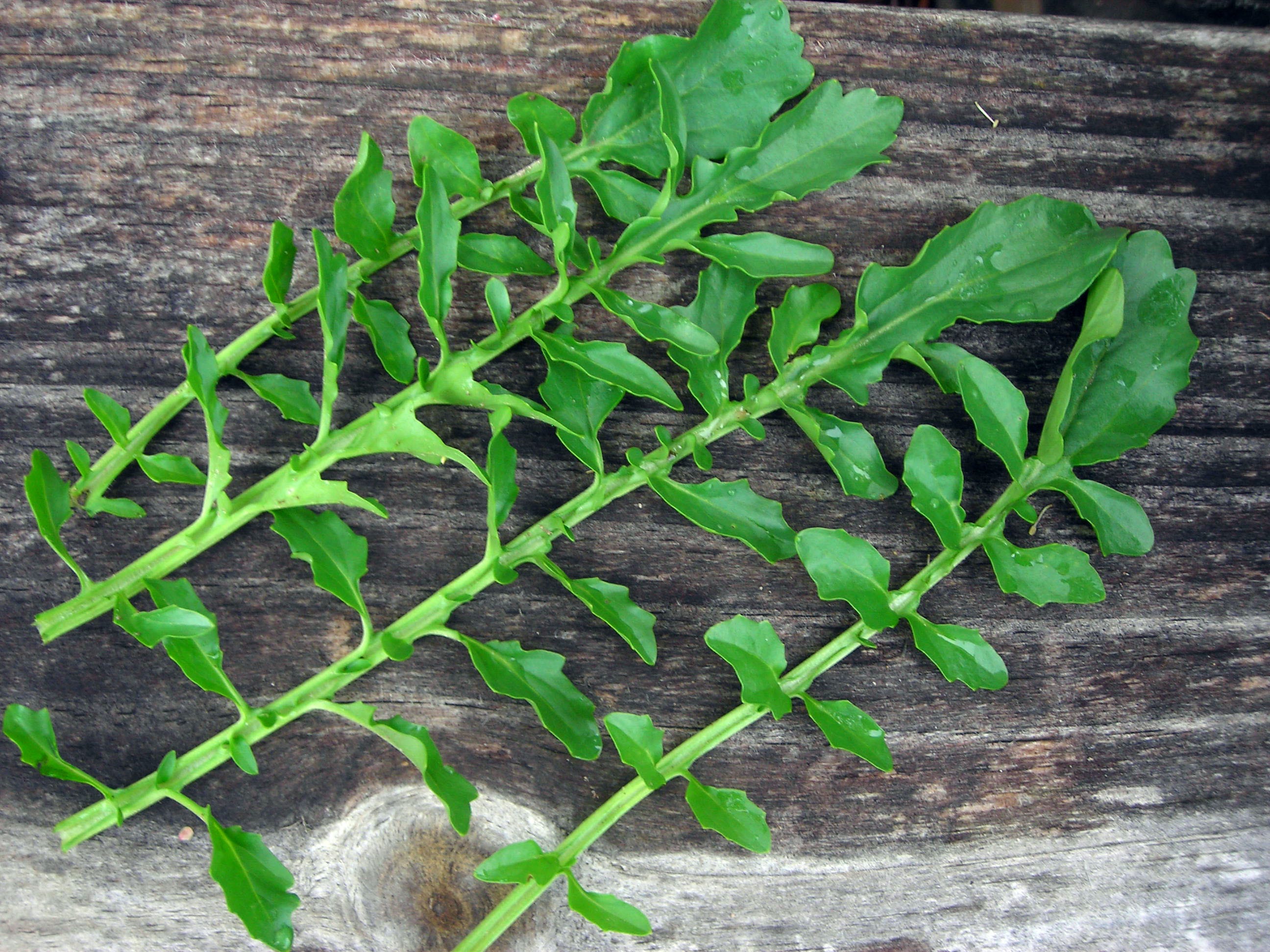 Why many different plant seedlings look like salad cress