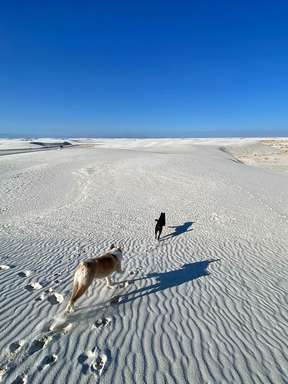 Fossilized Footprints - White Sands National Park (U.S. National