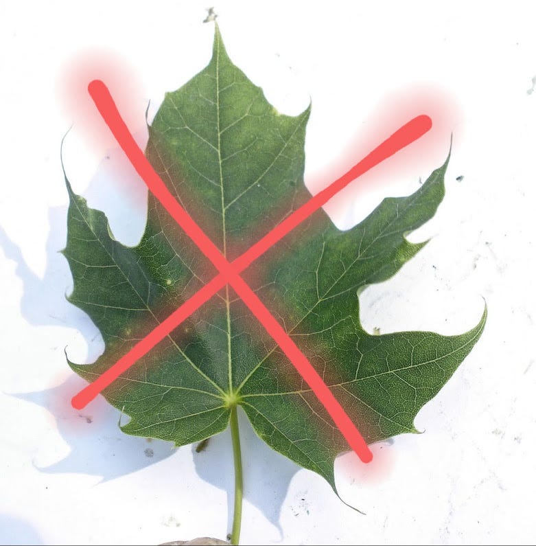 The Globe and Mail: The Norway maple is a bully, and shouldn't be confused  with the sugar maple tree