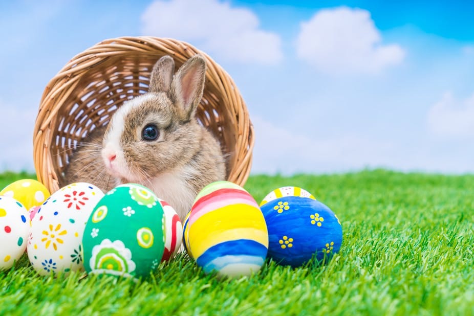 Egg Basket  PBS Animal Health