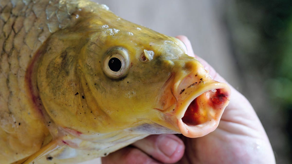 National Carp Control Plan released, but questions remain