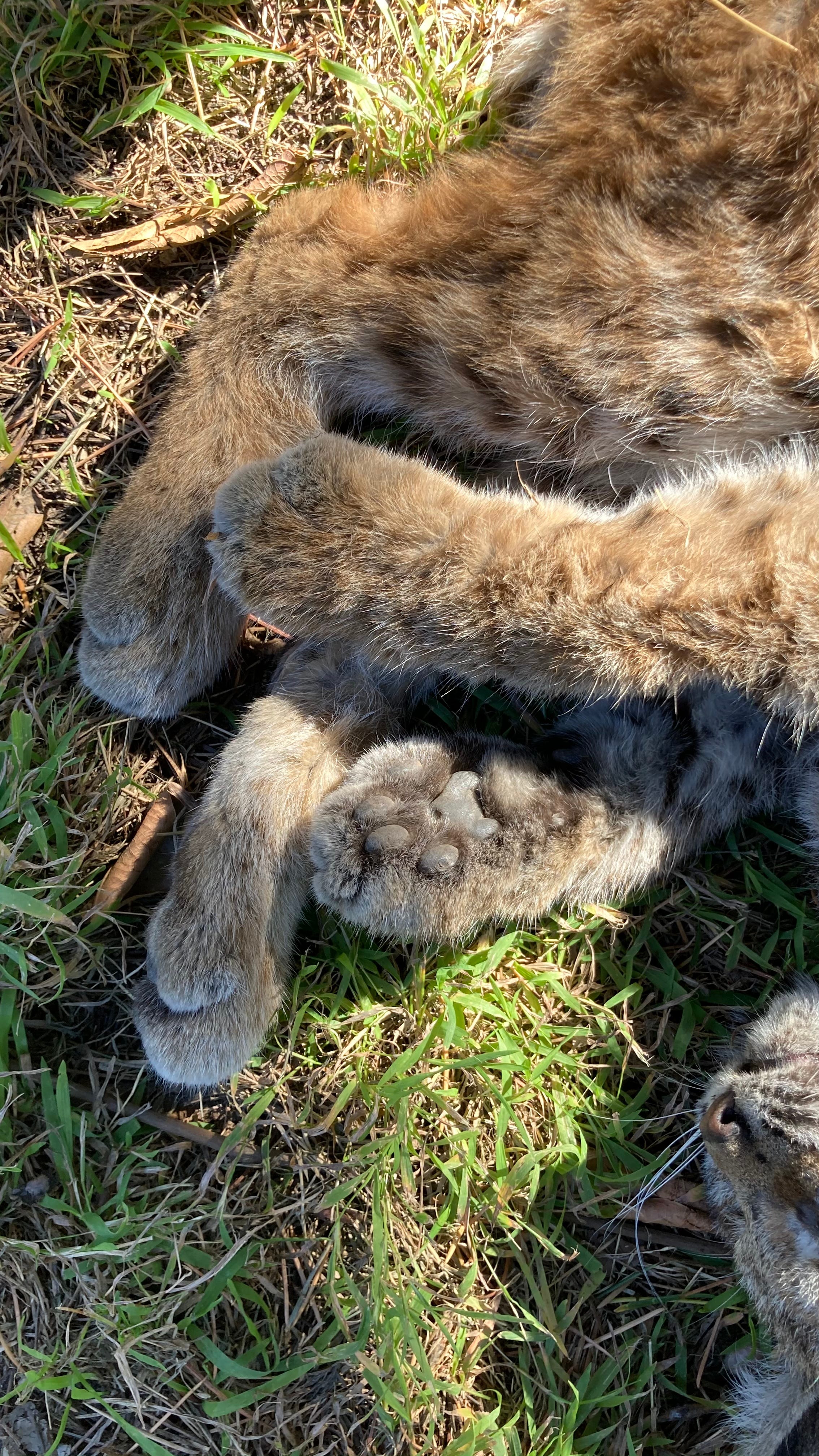 We thought this was just a massive house cat in our backyard, but could it  be a poisoned bobcat? : r/LosAngeles