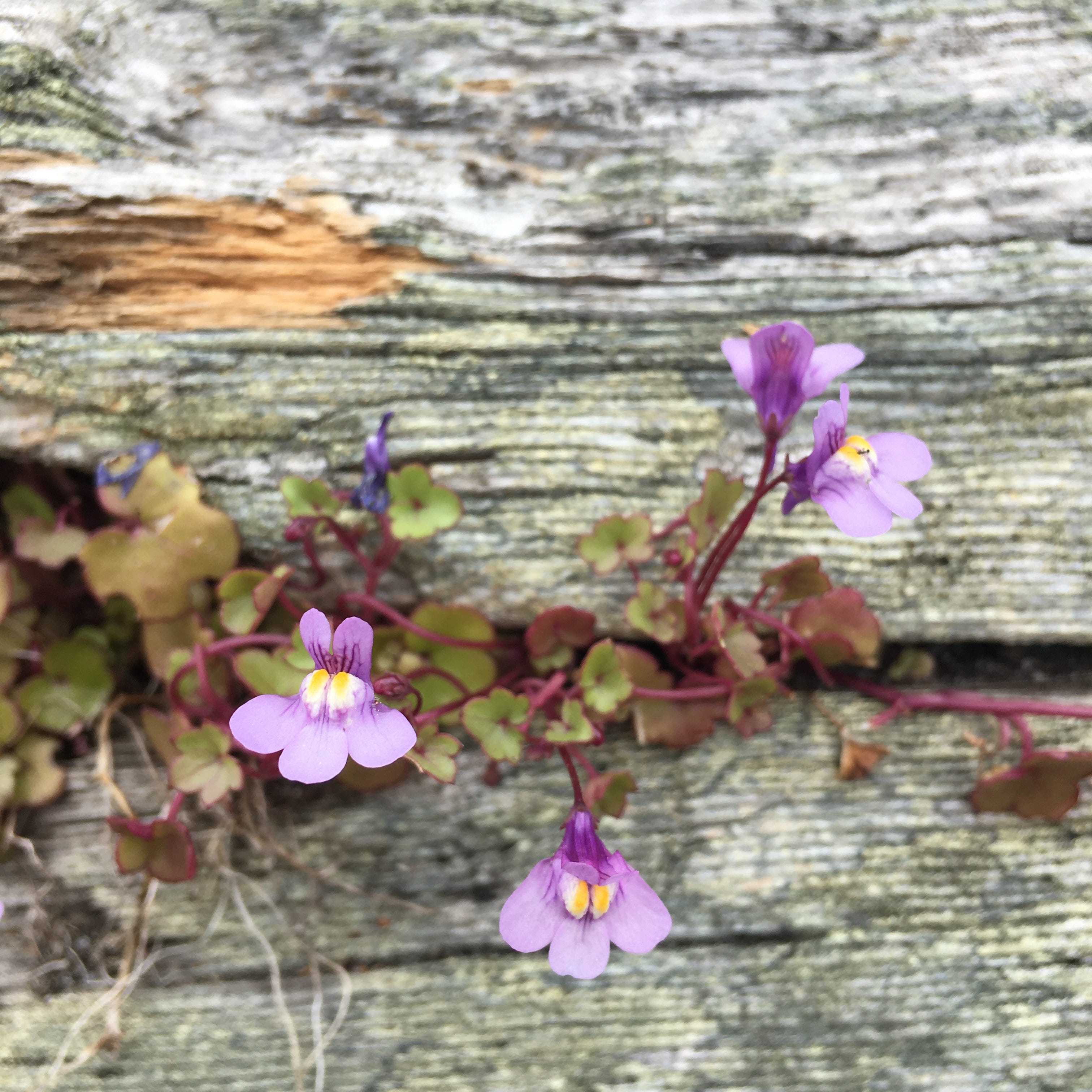 A Wild Braid Nature Journal