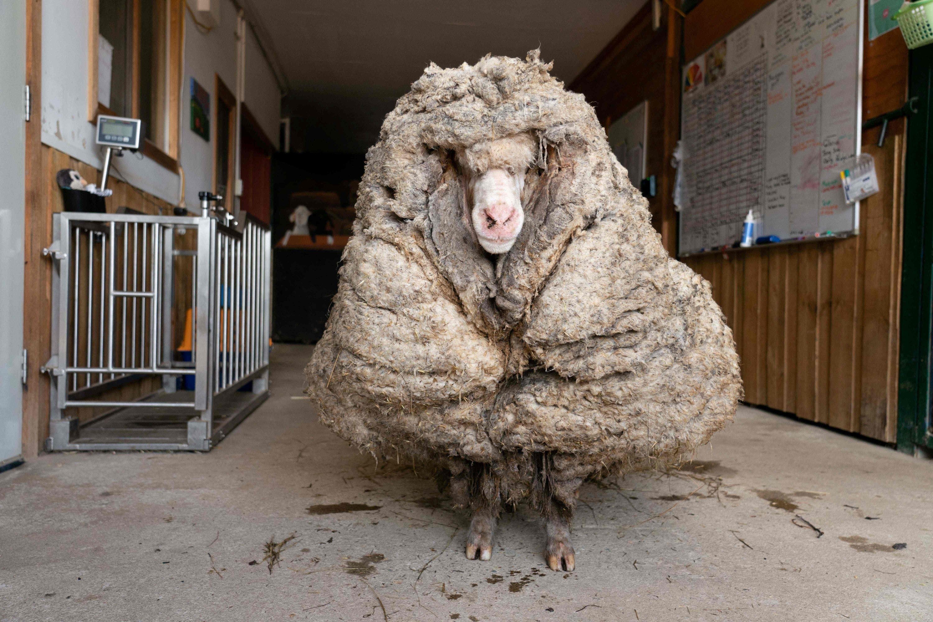 Из 8 кг шерсти. Овцы мериносы Австралии. Австралия овцеводство мериносы. Нестриженная овца.