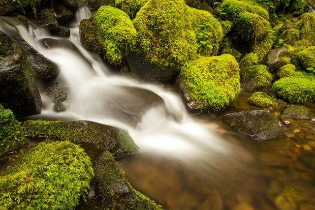 How Humble Moss Healed the Wounds of Thousands in World War I, Science