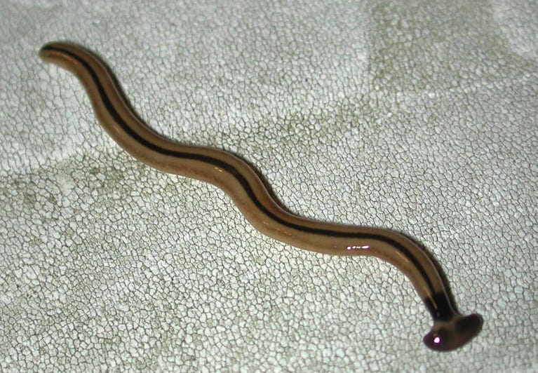 Killer hammerhead worms -- and the ONLY way to kill them