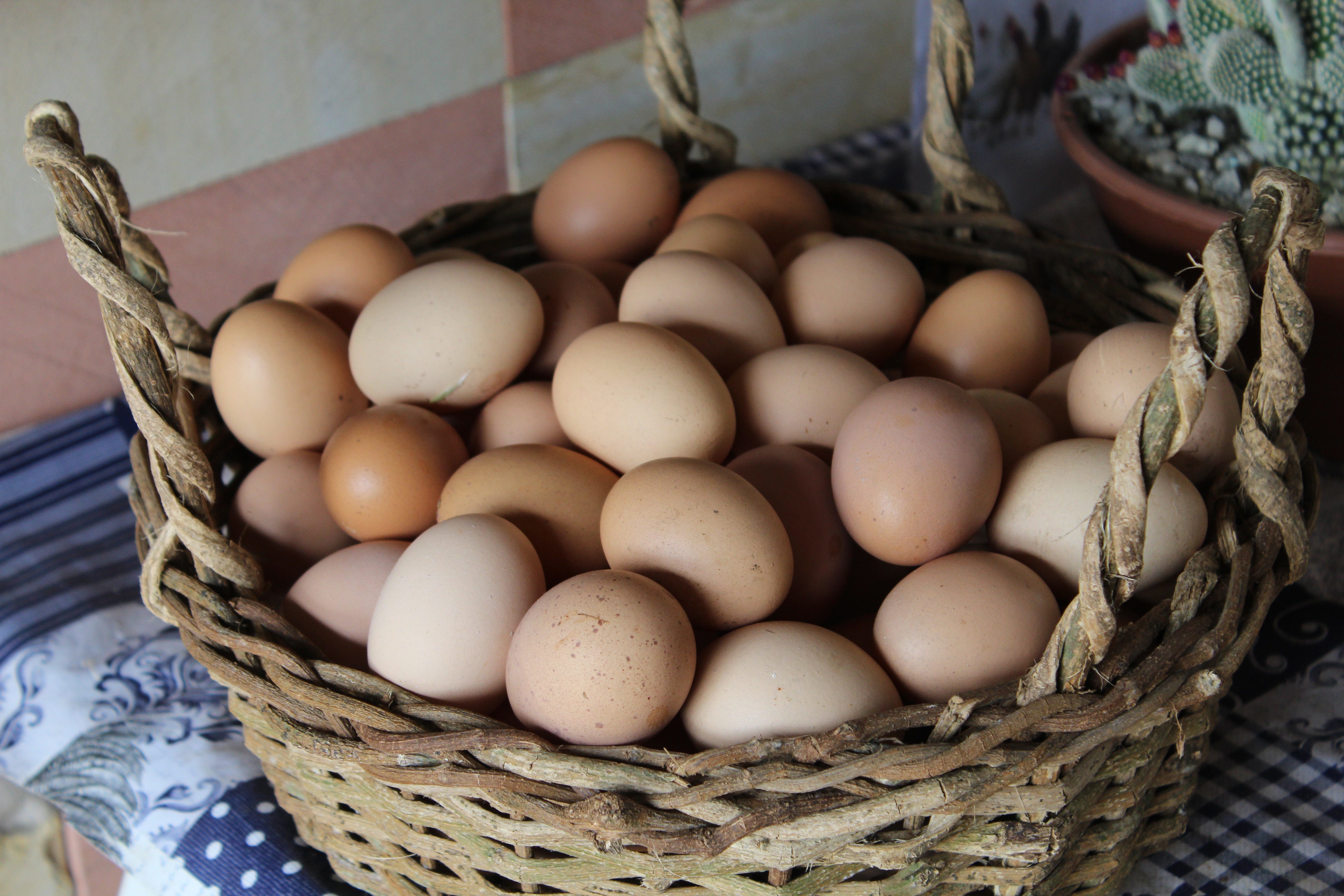 К чему снятся яйца куриные в гнезде. Яйцо куриное. Курица с яйцами. Бизнес на куриных яйцах. Eggs in one Basket.
