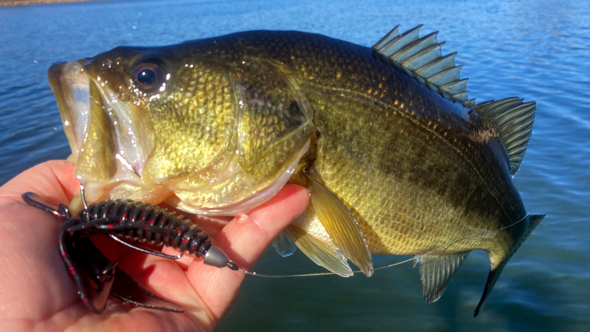 Largemouth bass: It's what we had for dinner