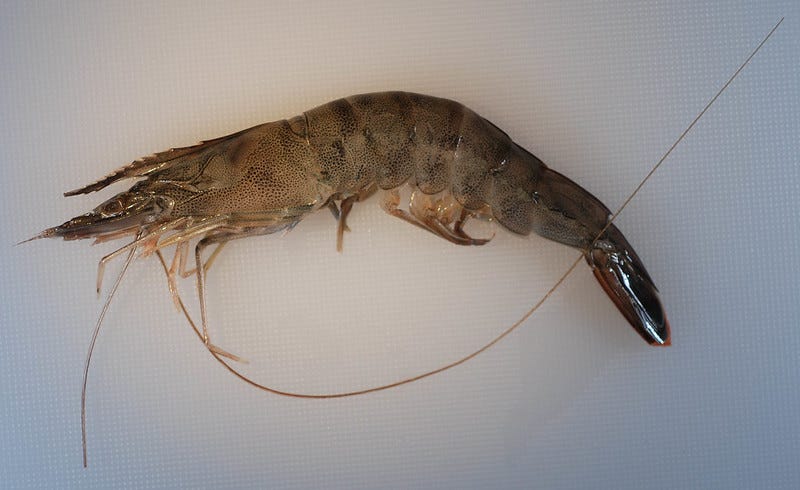 Brown shrimp - by Boyce Upholt - southlands