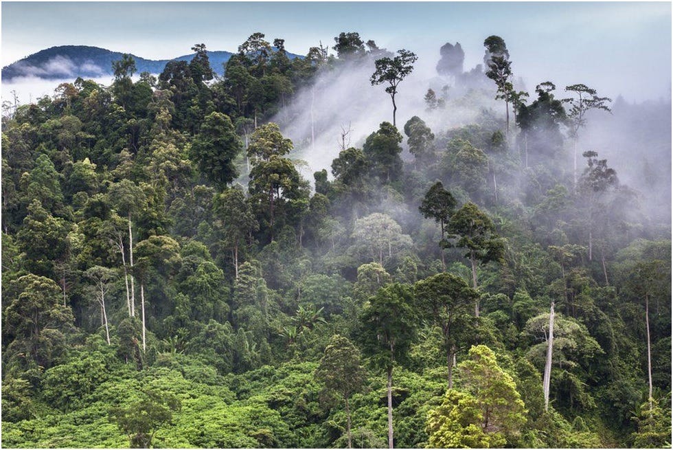 A forest in Sumatra disappears for farms and roads. So do its