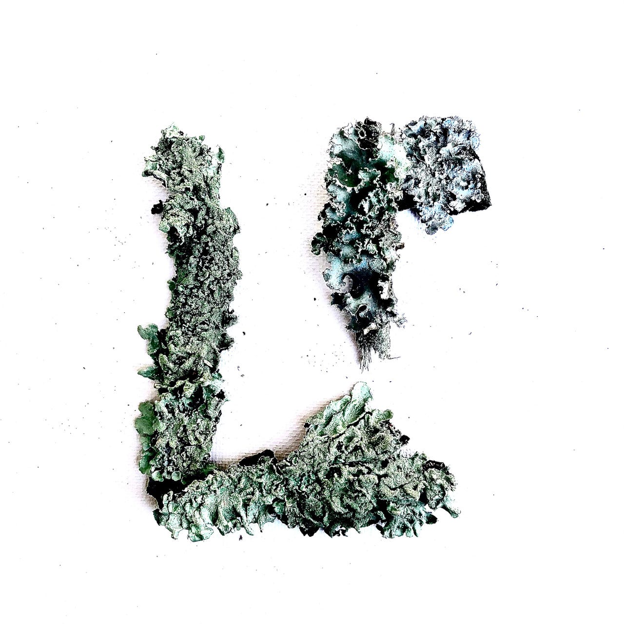 Artwork for lichen practice