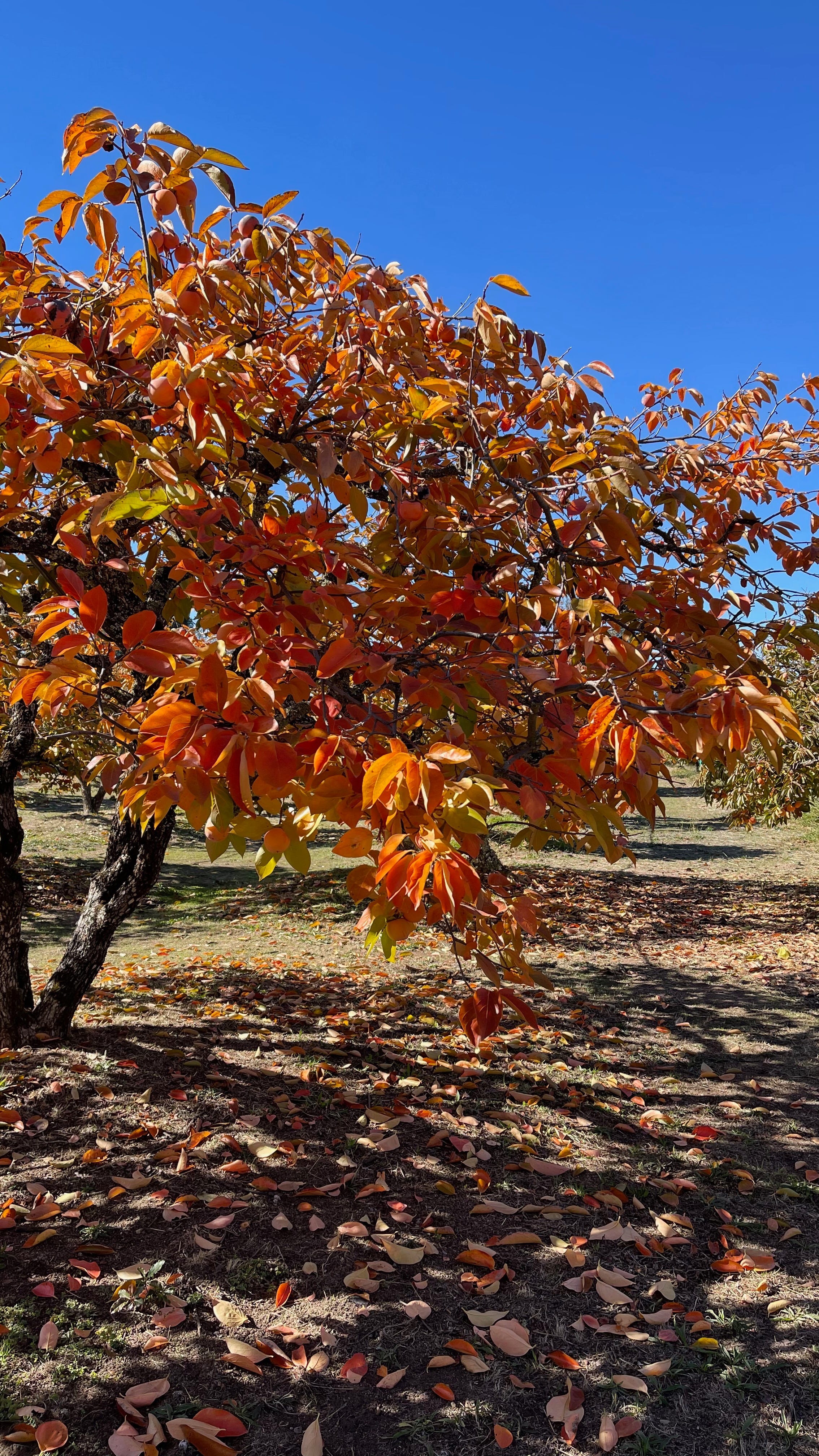 High School of the Dead  At the Persimmon Orchard