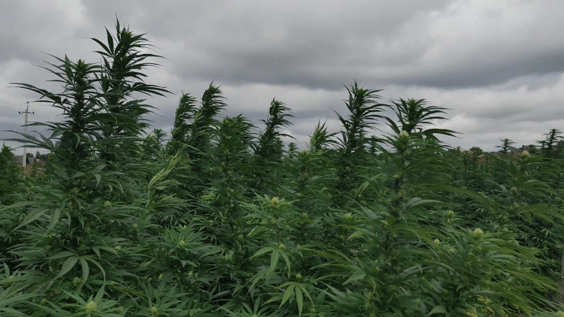 Plantas de cannabis en outdoor