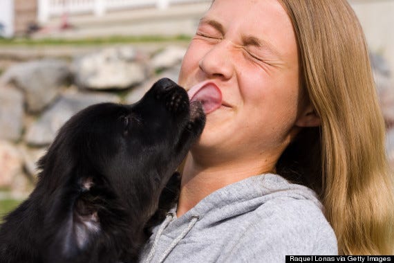 Why do dogs lick you? And Are Dog Licks Really Kisses?