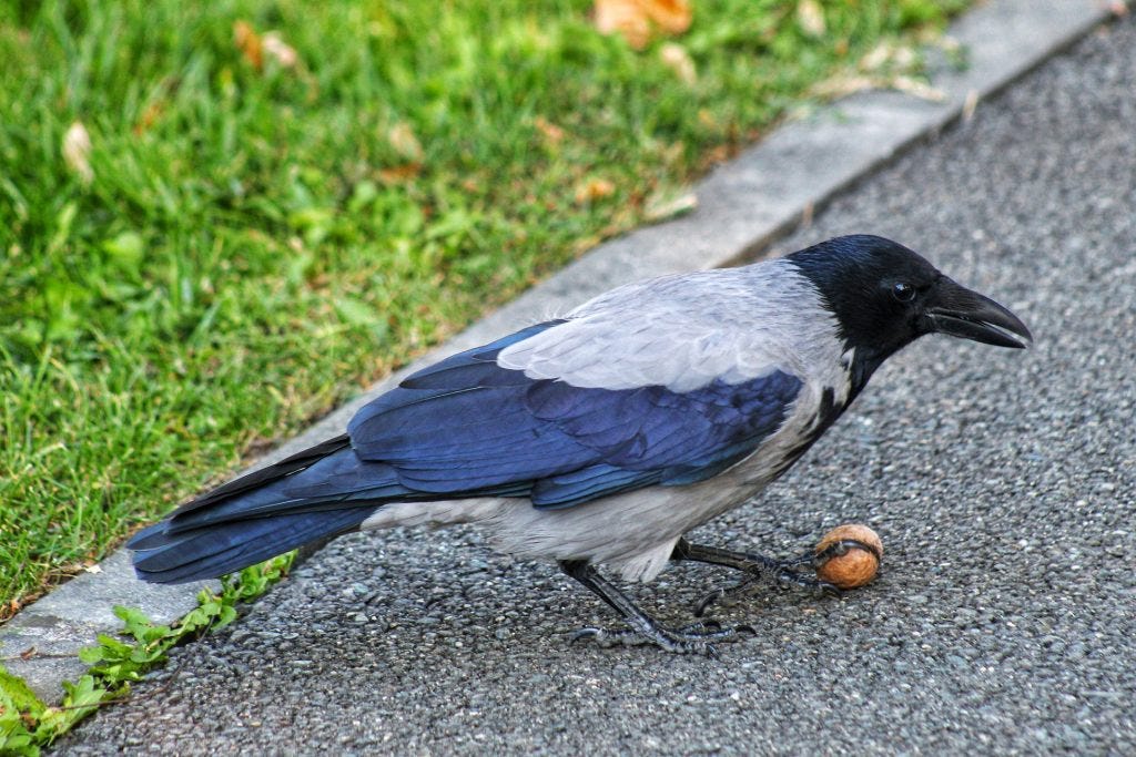 crow with a nut