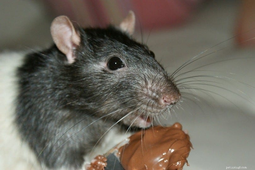 Co mohou jíst myši?