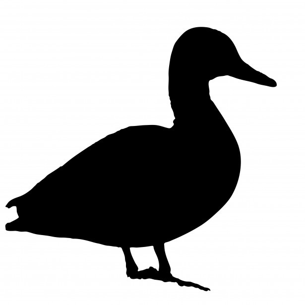 Artwork for Black duck Newsletter