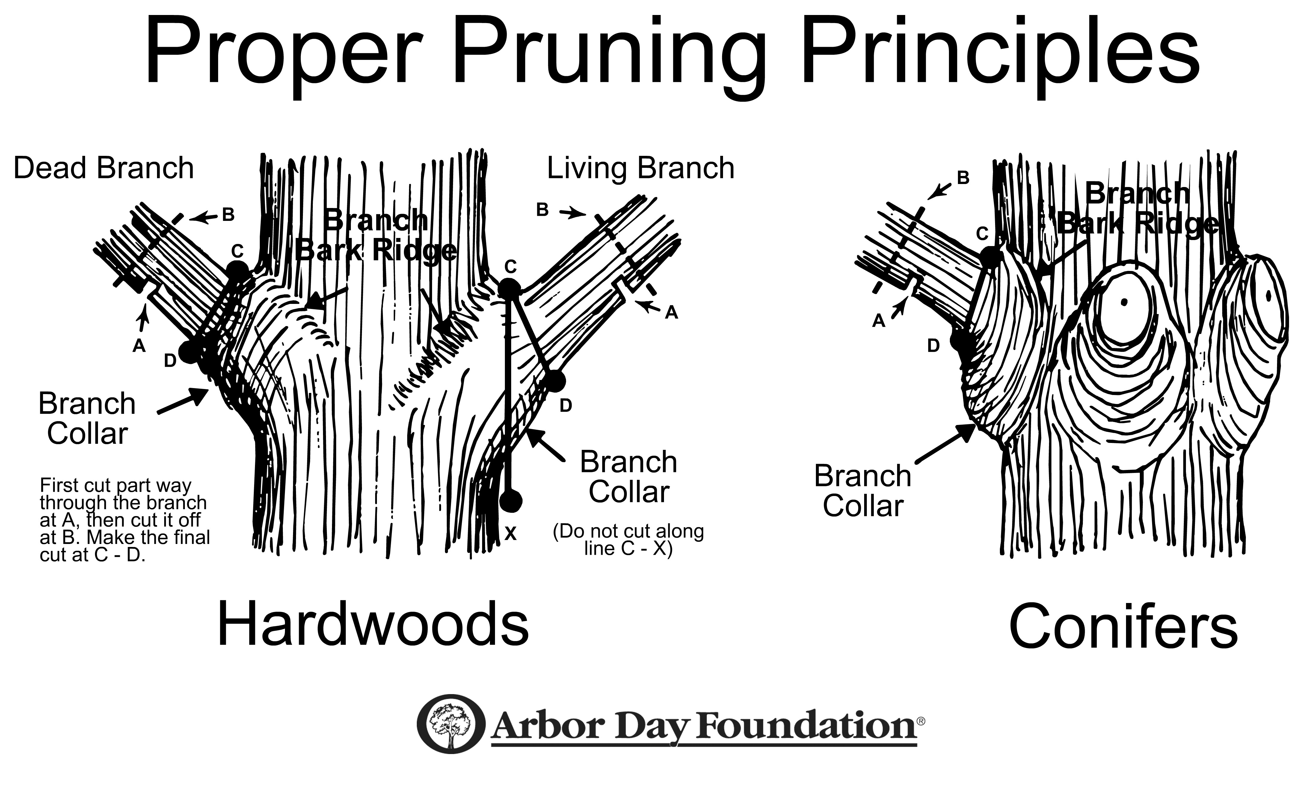 Winter Pruning: When and Why - Tree Topics