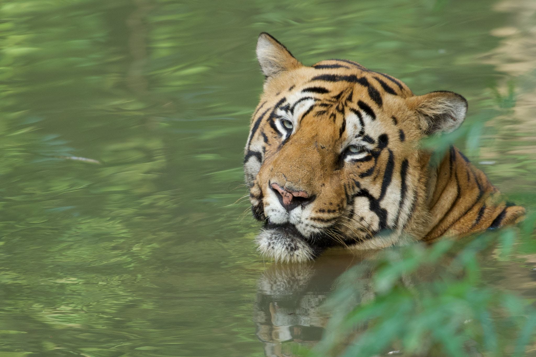 If y'all see a tiger in the pool, what y'all doing? 