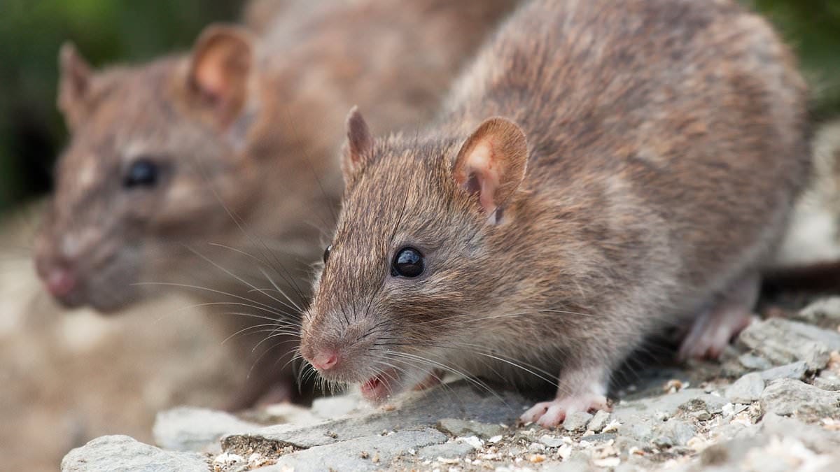 How Do Wild Mice Get Into My Home?