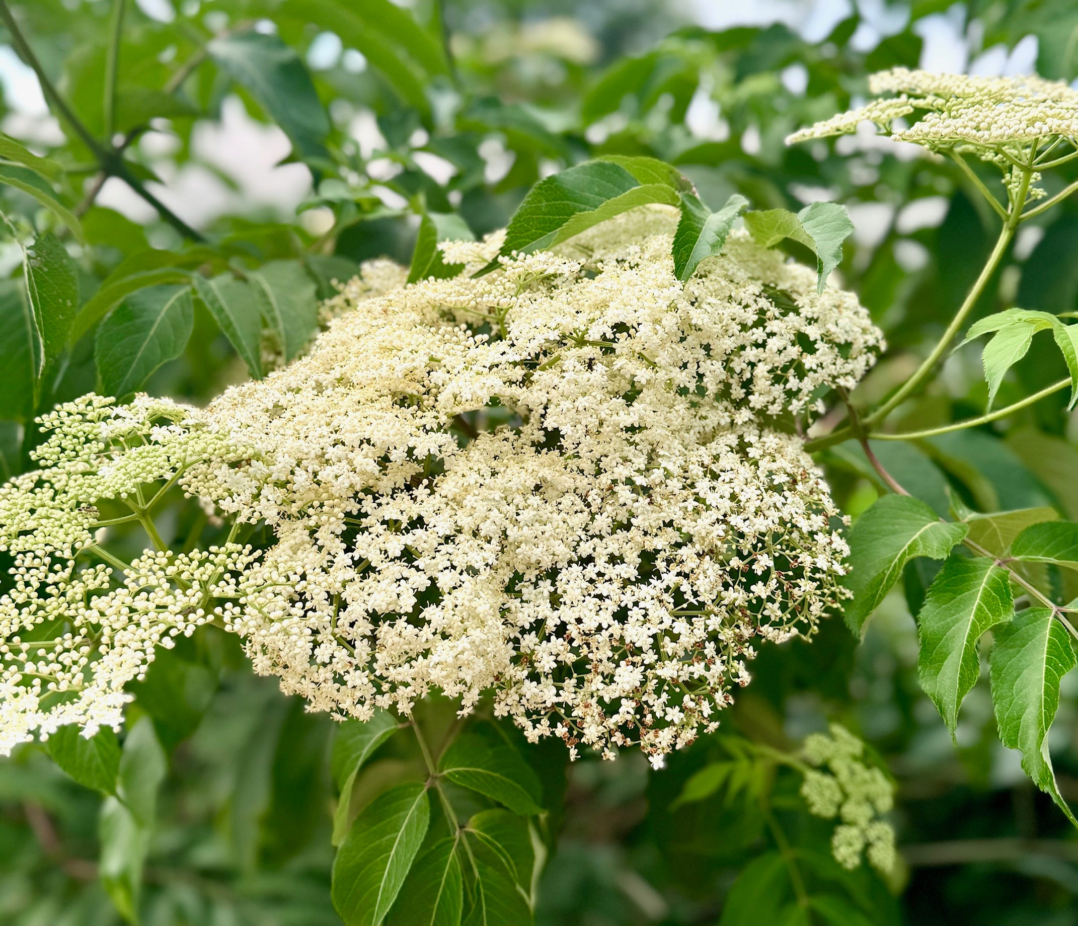 homemade elderflower syrup - by Michelle Aronson