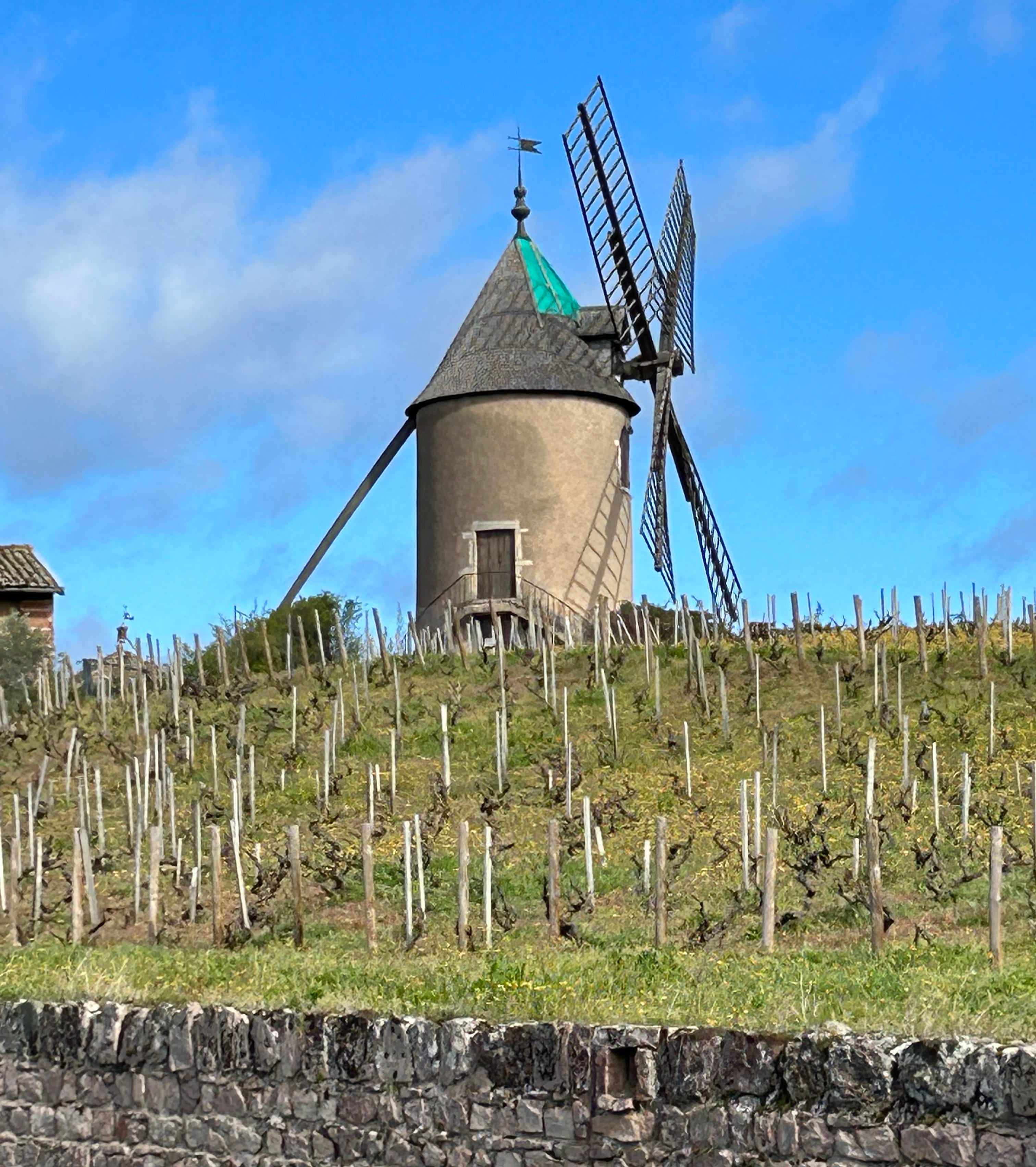 Moulin-à-Vent 101 - by Lesley Chesterman - Lick my Plate, image size:3024x3408