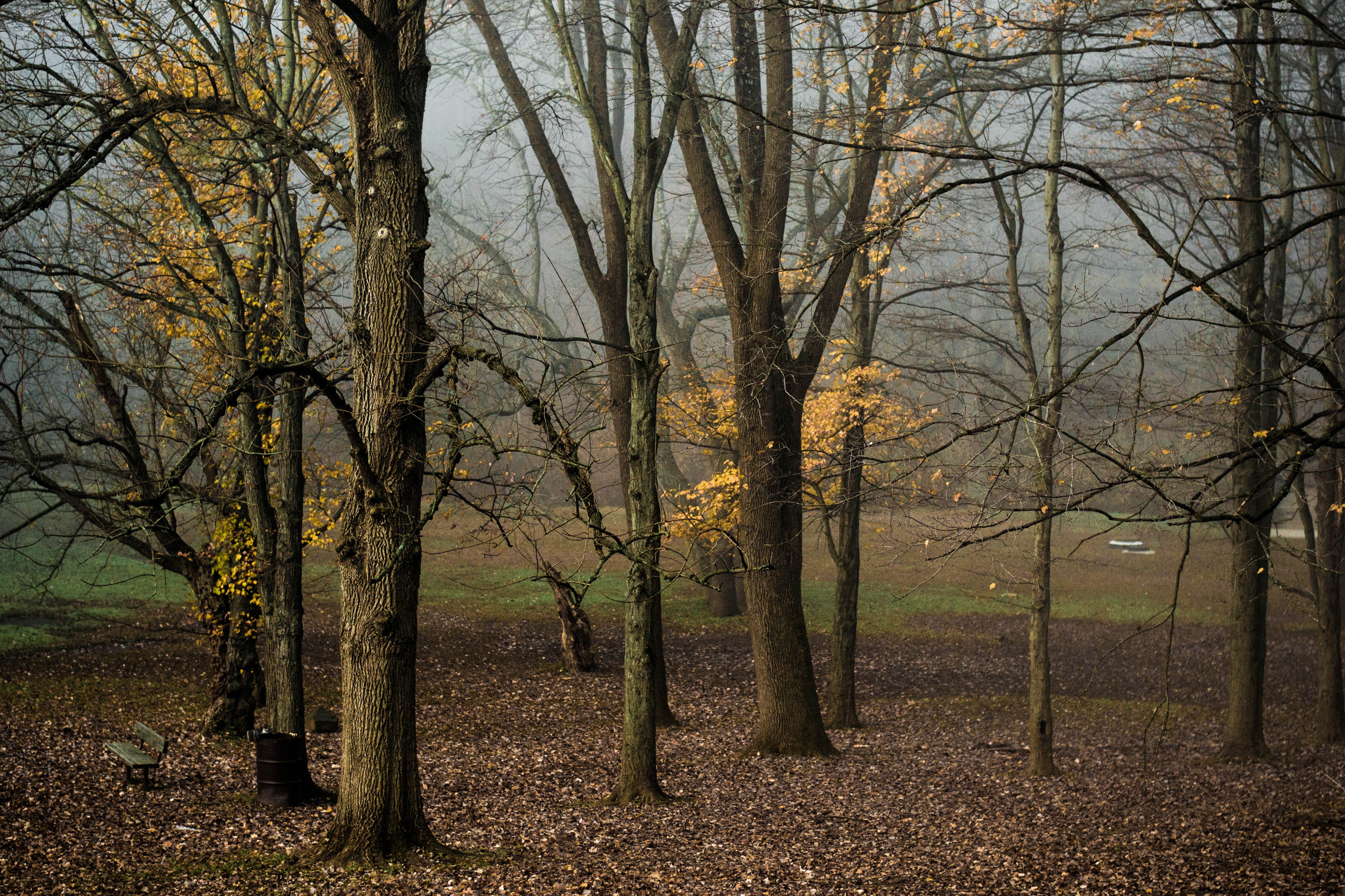 Beyond Bertin: Seeing the Forest despite the Trees 