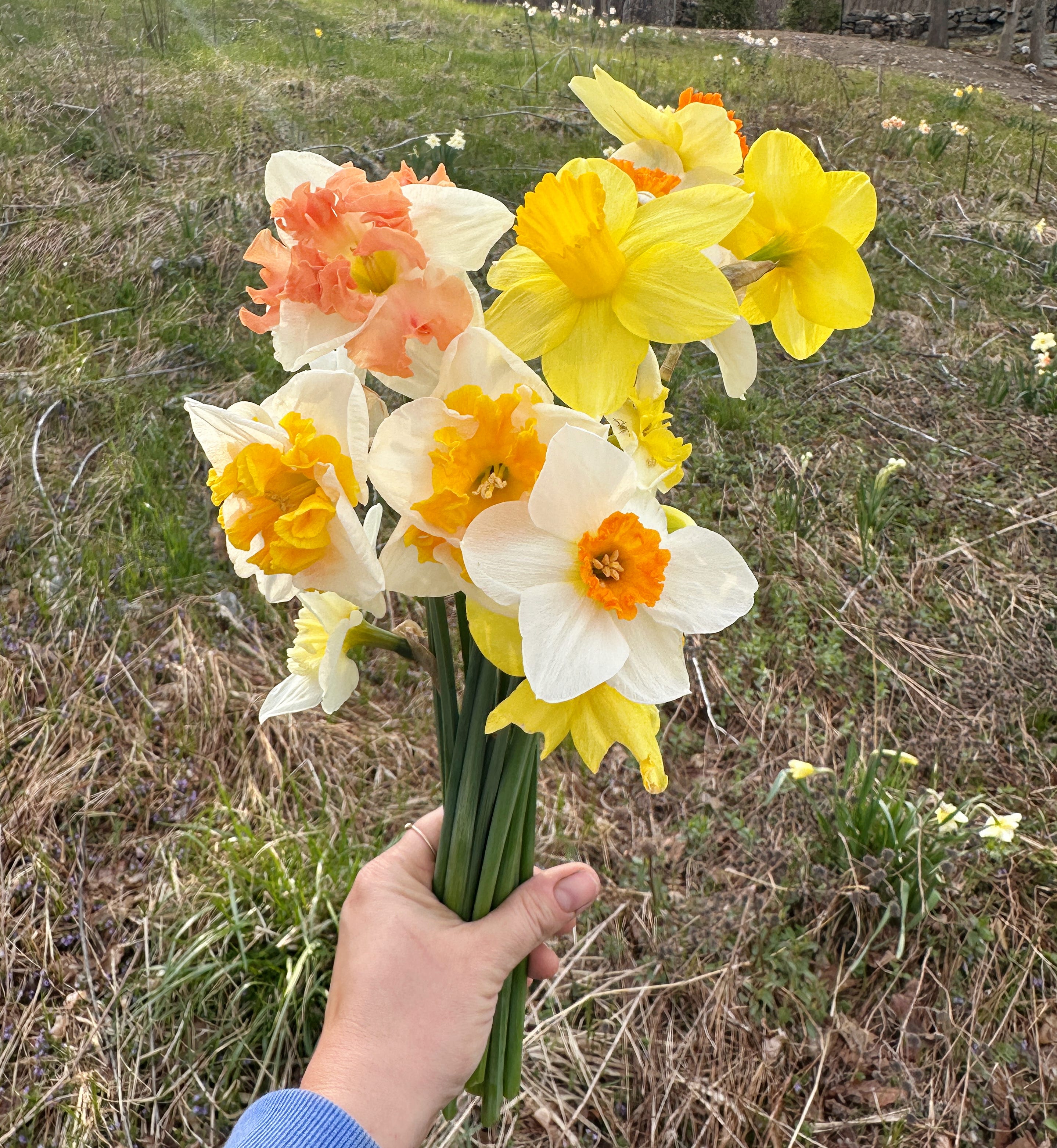 In Which We Become a Garden Newsletter