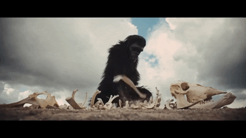 monkey running gif, Monkeys / Apes