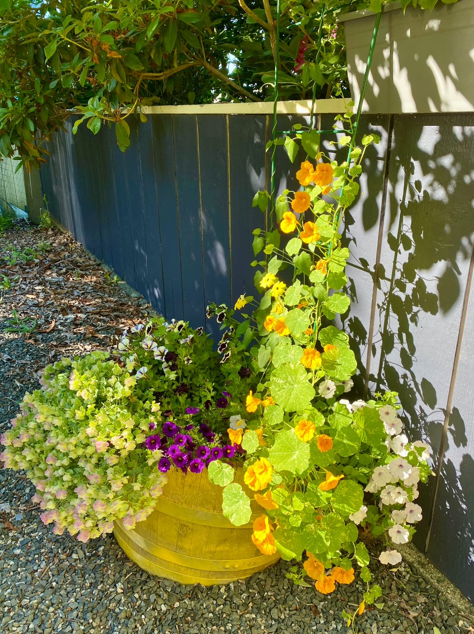 The Best Choice for Container Gardening: An Intro to Grow Bags – MIgardener
