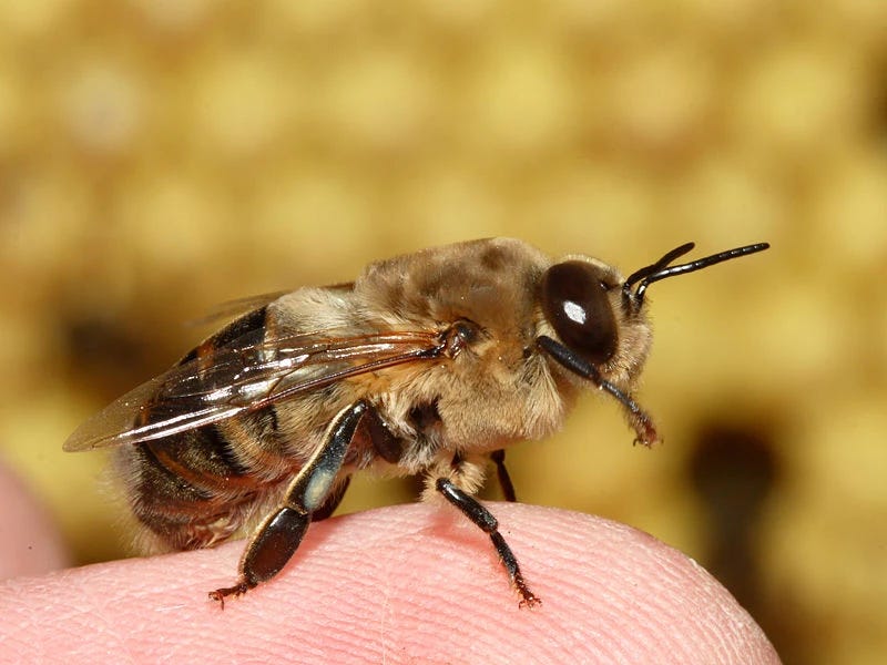 The Importance of the Queen Bee, Georgia Outdoors