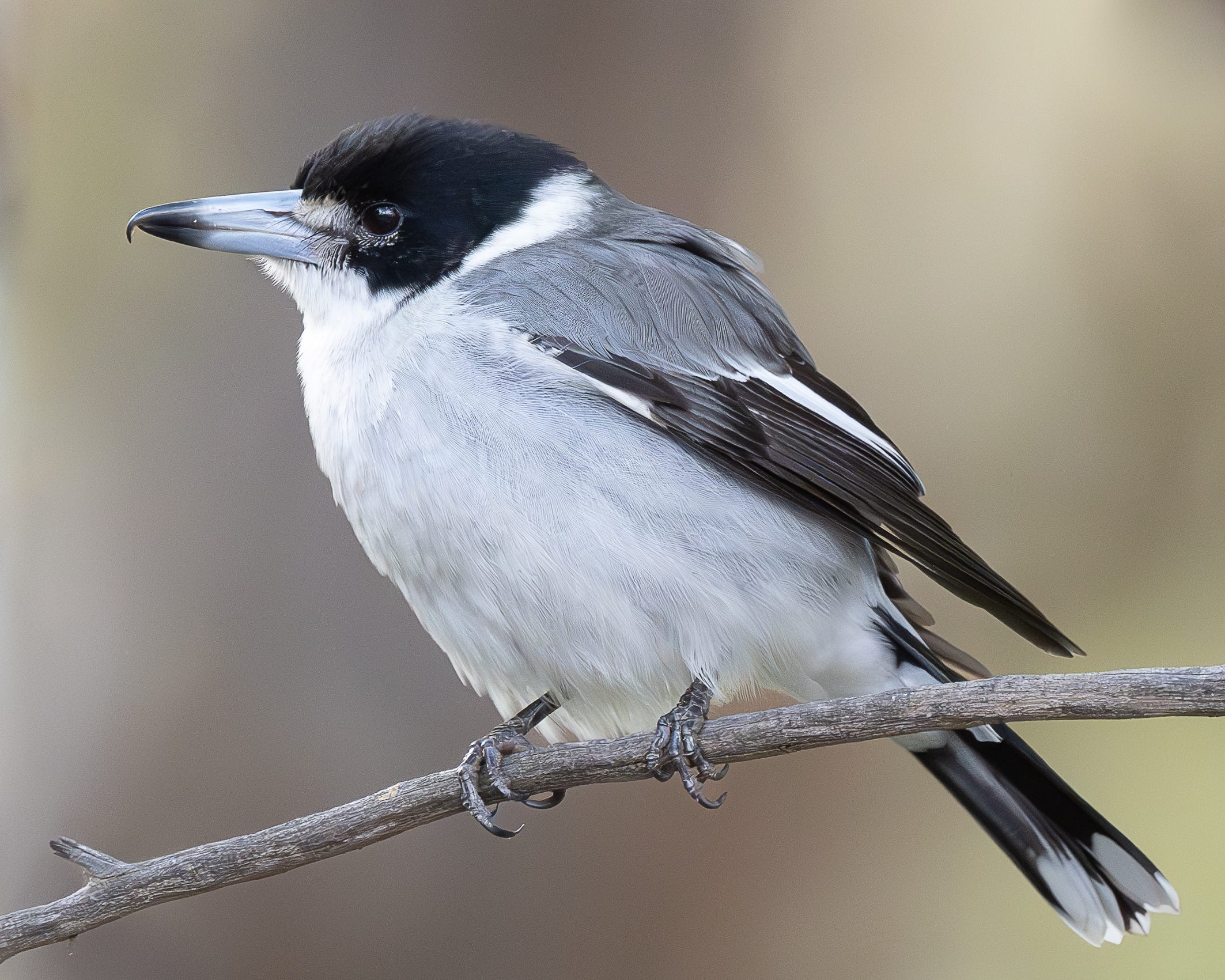 HunterSinger Thursday by Dotty Doherty