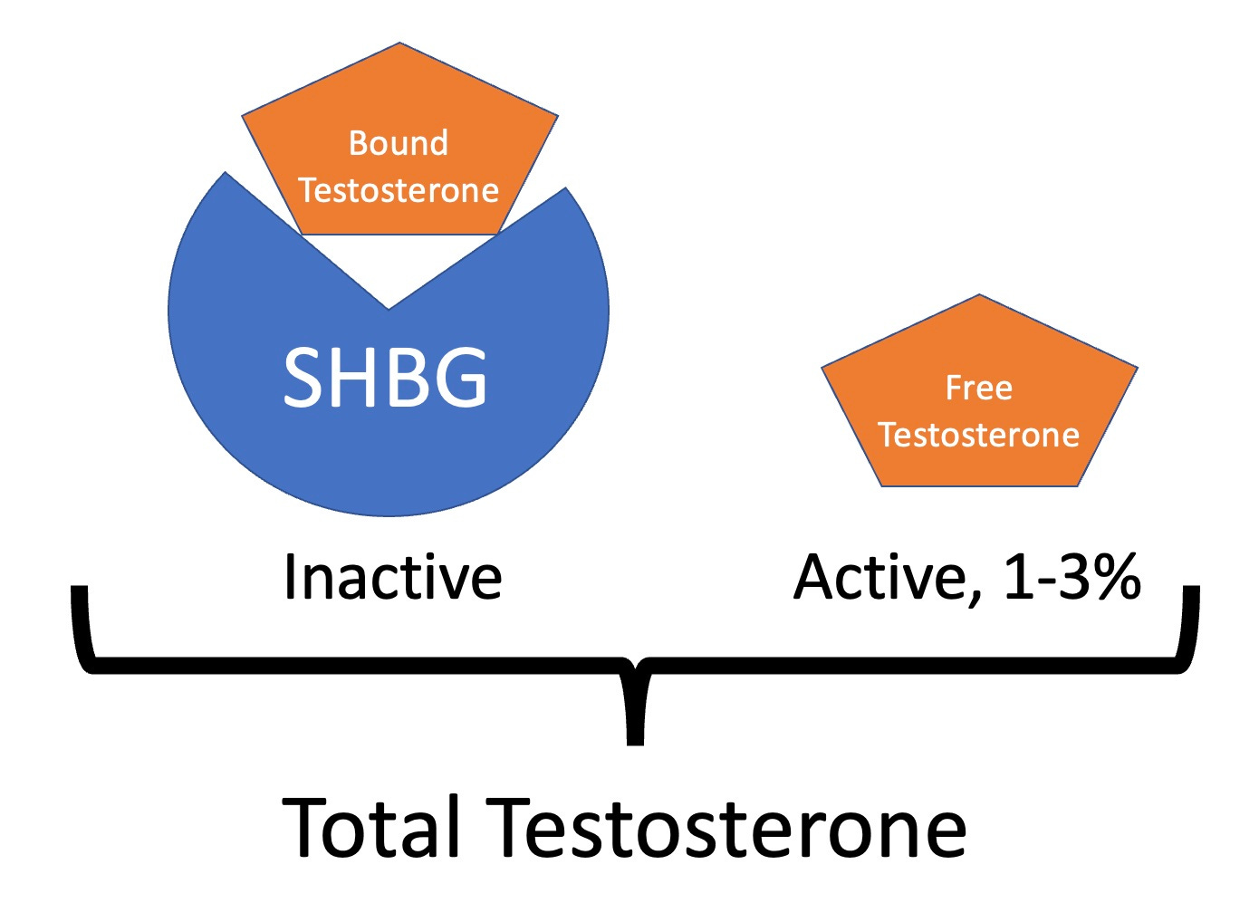 Sex Hormone-Binding Globulin (SHBG)