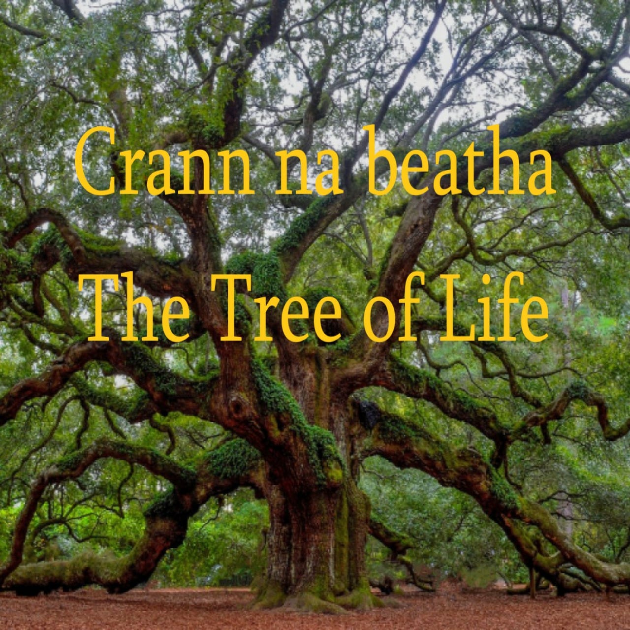 Crann na beatha-The Tree of Life logo