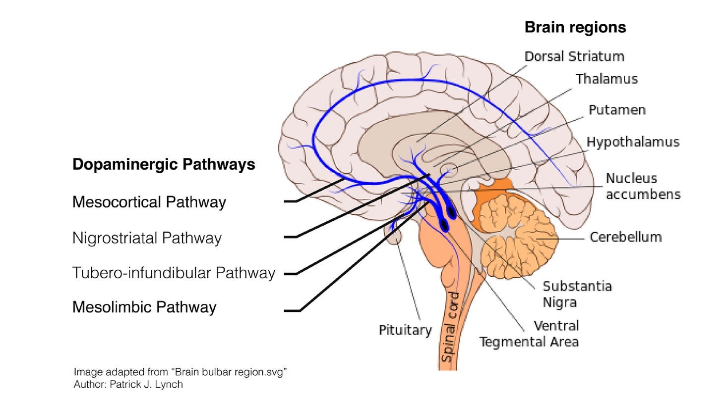 Dopamine, Dopaminergic pathways in brain
