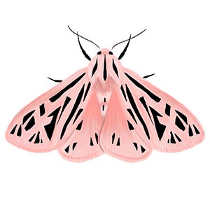 o voo da mariposa logo