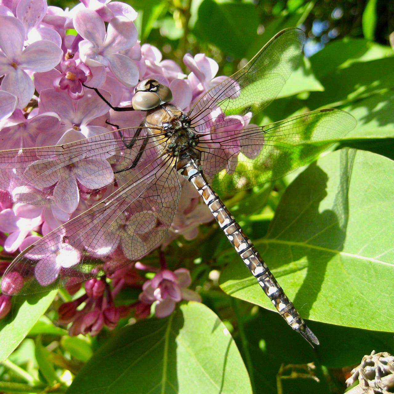 Dragonfly Whisperer