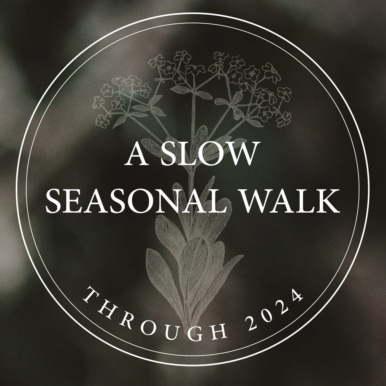 Artwork for A slow seasonal walk through 2024