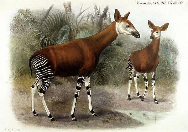 Animal Adventure Okapi Figure