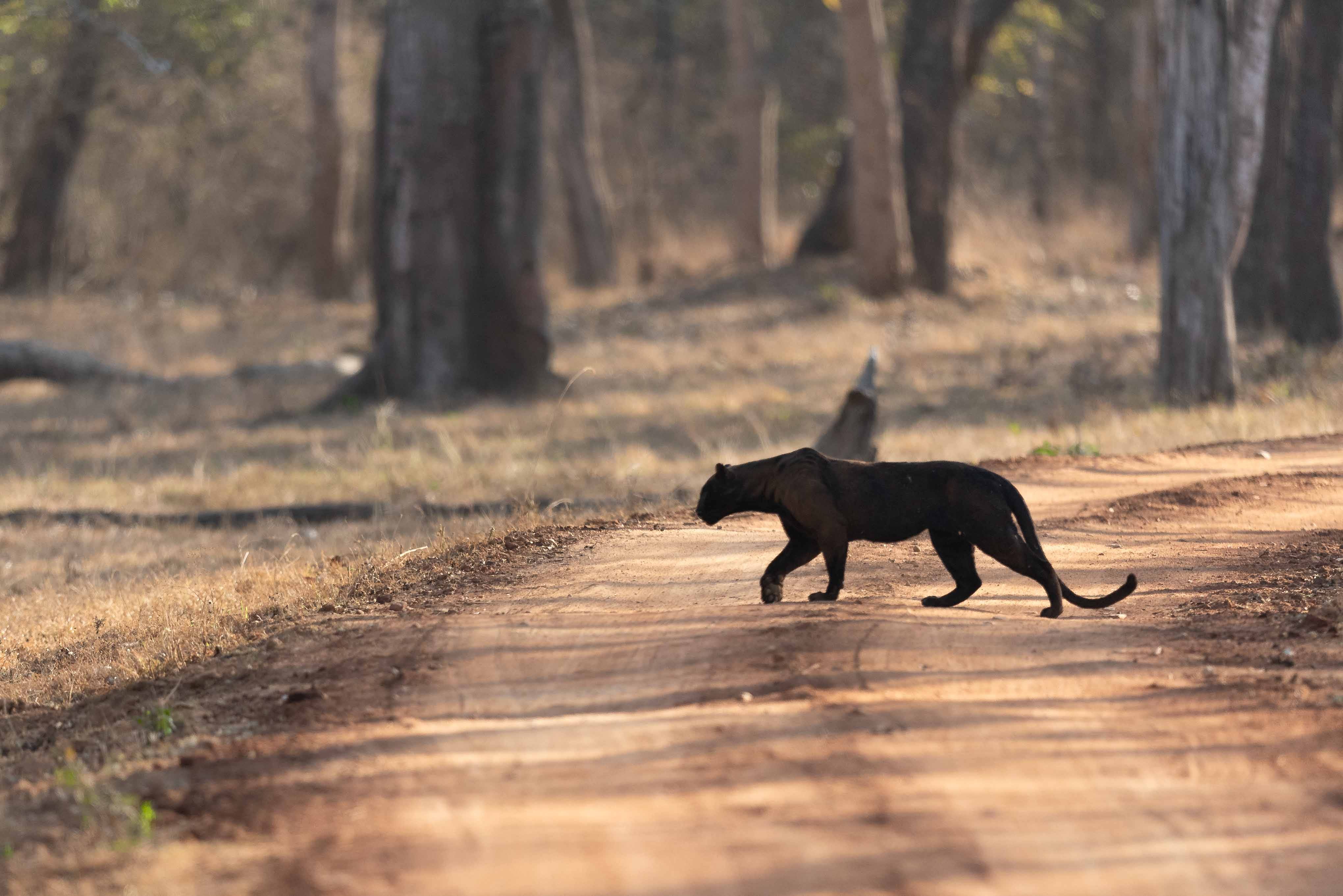 SAYA, The Elusive Black Panther of Kabini - Micato Safaris
