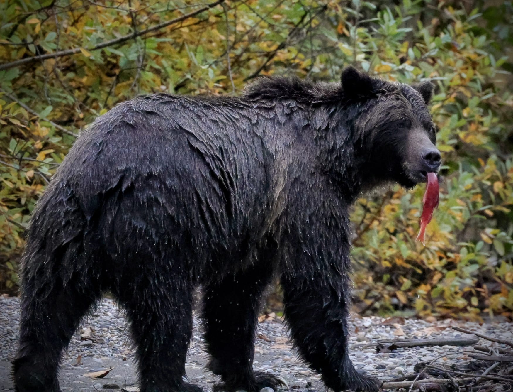 Last remaining grizzly bear at Little Rock Zoo dies