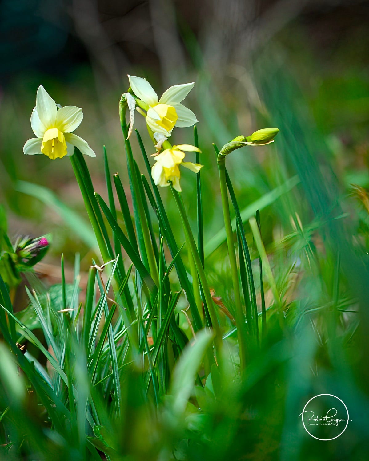 Miniature Narcissus - by Richard Gregson FRSB