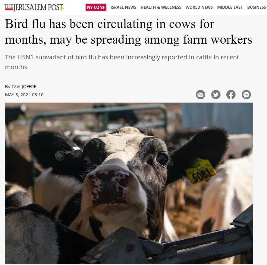 Friday May 3 2024 Bird flu allegedly circulating in cows for months