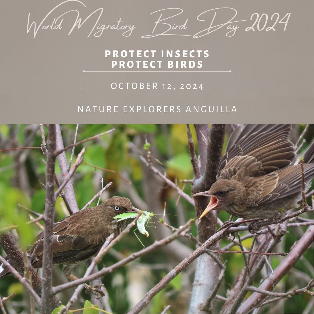 World Migratory Bird Day 2024 Protect Insects Protect Birds