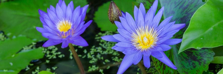 Blue Lotus Benefits That May Surprise You