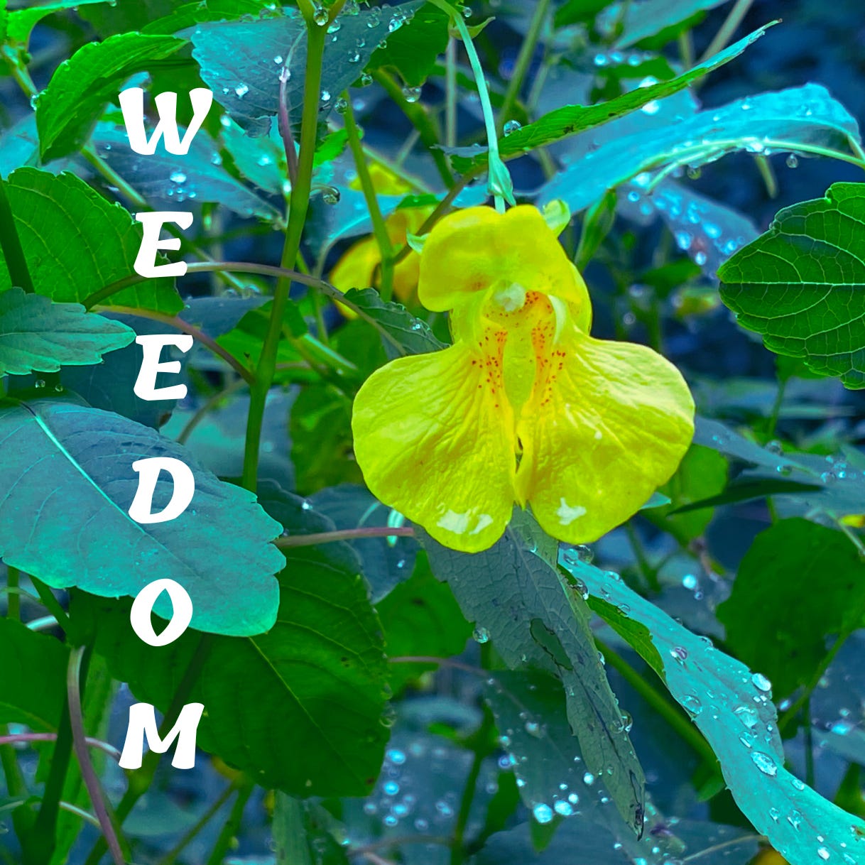 Artwork for weedom