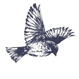 Creating Wild with Jane Pike logo