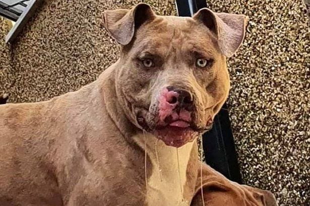 Britain Considers Banning American XL Bully Dogs After Attack On  Child—Here's What Experts Say About The Breed